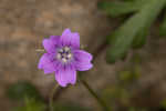 Longstalk cranesbill